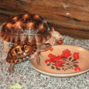 Sloth (USA-2) : The Best Part About This Treat Is Sharing It with You!